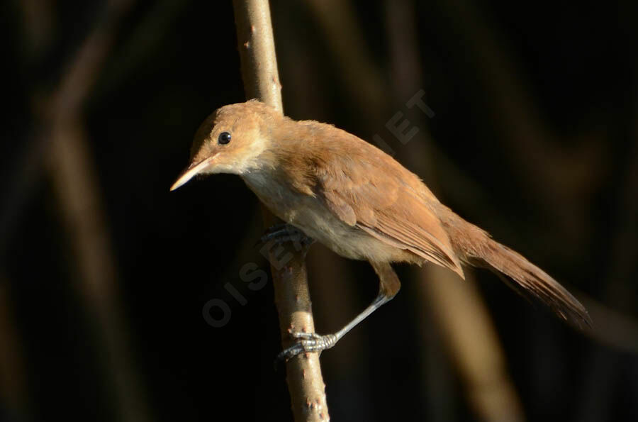 Greater Swamp Warbler, identification