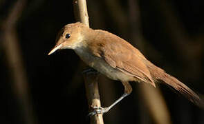 Greater Swamp Warbler