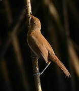 Greater Swamp Warbler