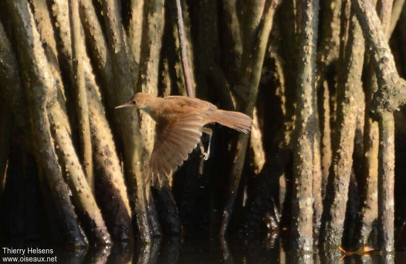 Greater Swamp Warbler, pigmentation, Flight