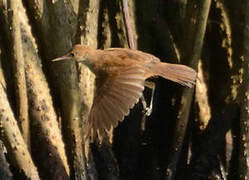 Greater Swamp Warbler