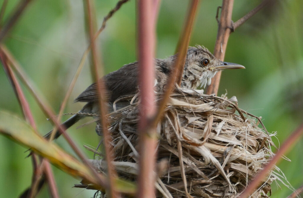 Greater Swamp Warbleradult, Reproduction-nesting