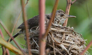 Greater Swamp Warbler