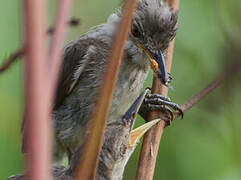 Greater Swamp Warbler