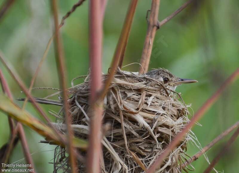 Greater Swamp Warbleradult, Reproduction-nesting