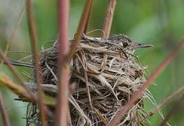 Greater Swamp Warbler