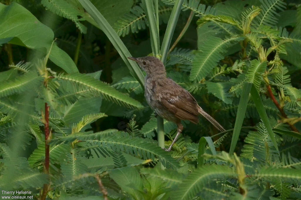 Rousserolle des cannesadulte, habitat, mue