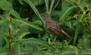 Greater Swamp Warbler