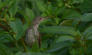 Greater Swamp Warbler