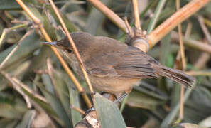 Greater Swamp Warbler