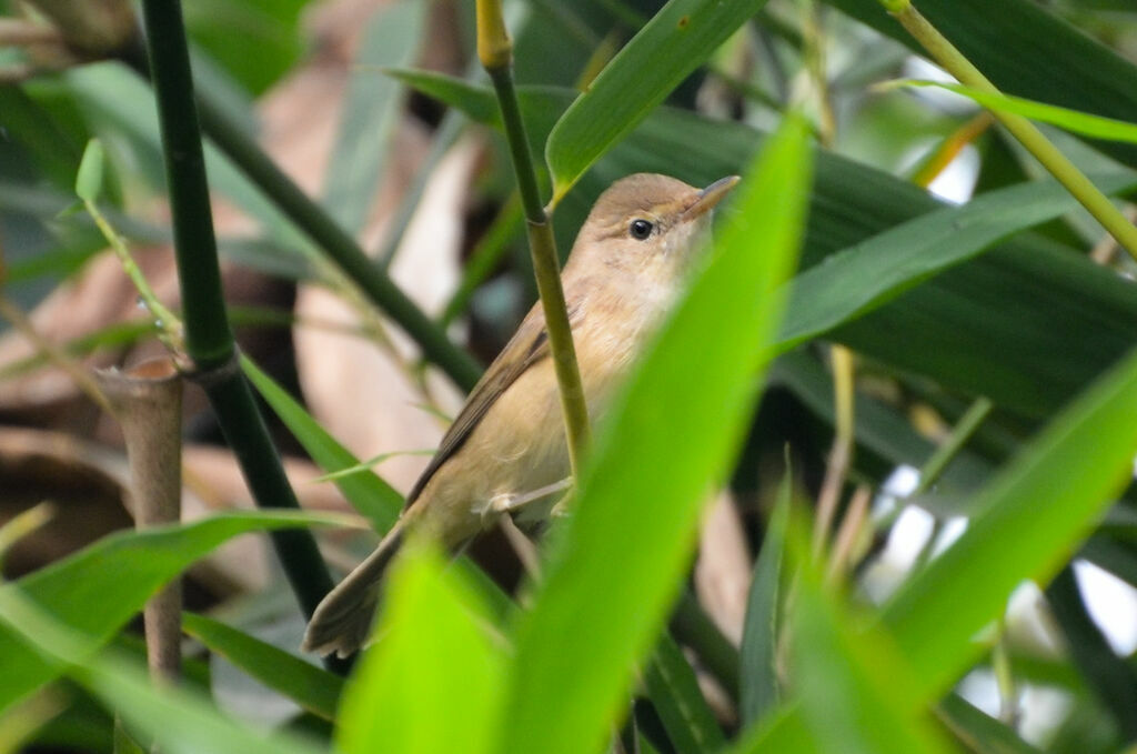 Common Reed Warbleradult