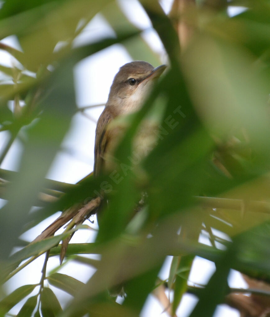 Eurasian Reed Warbler