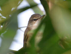 Eurasian Reed Warbler