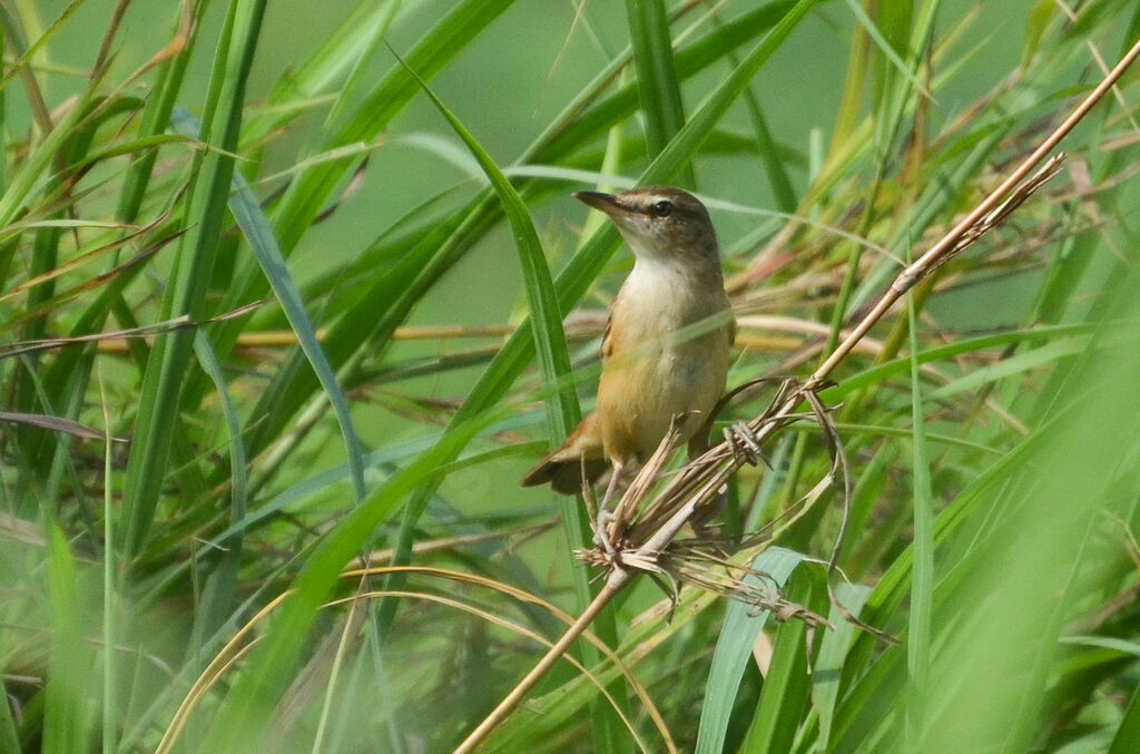 Rousserolle turdoïdeadulte