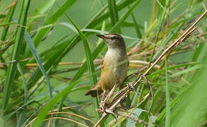 Great Reed Warbler