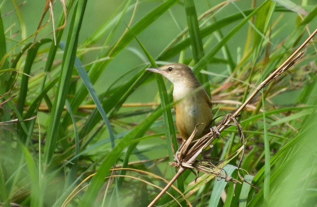 Great Reed Warbleradult