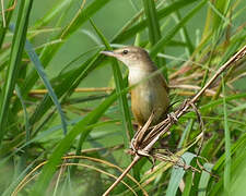 Great Reed Warbler