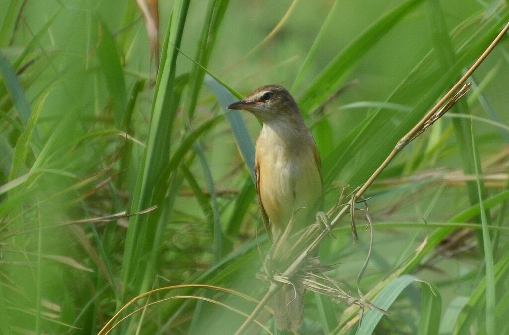 Great Reed Warbleradult