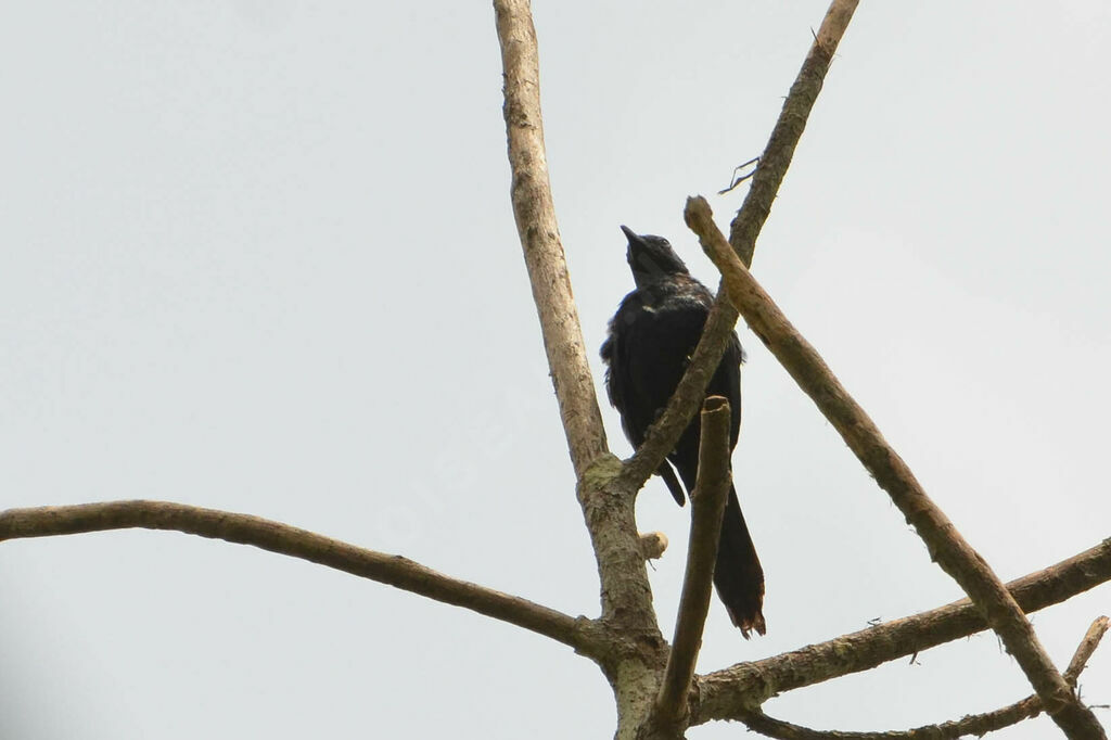 Chestnut-winged Starlingadult