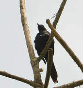 Chestnut-winged Starling