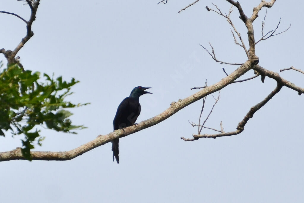 Chestnut-winged Starlingadult