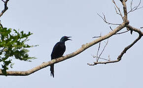 Chestnut-winged Starling