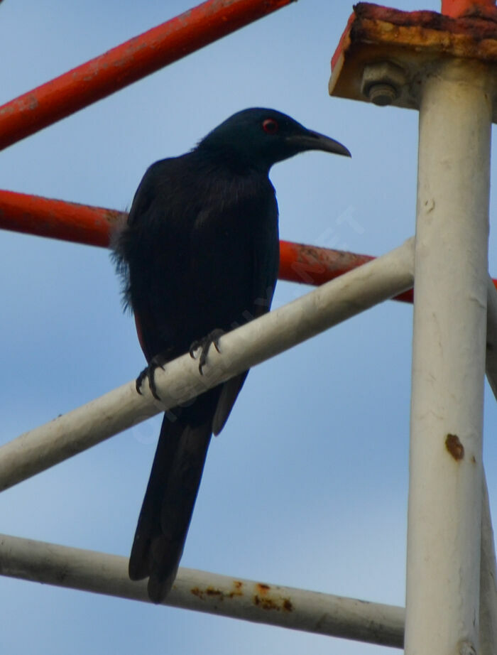 Neumann's Starling