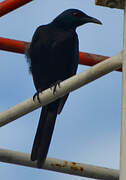 Neumann's Starling