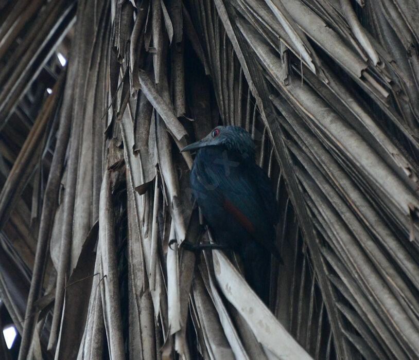 Rufipenne de Neumann femelle adulte, identification