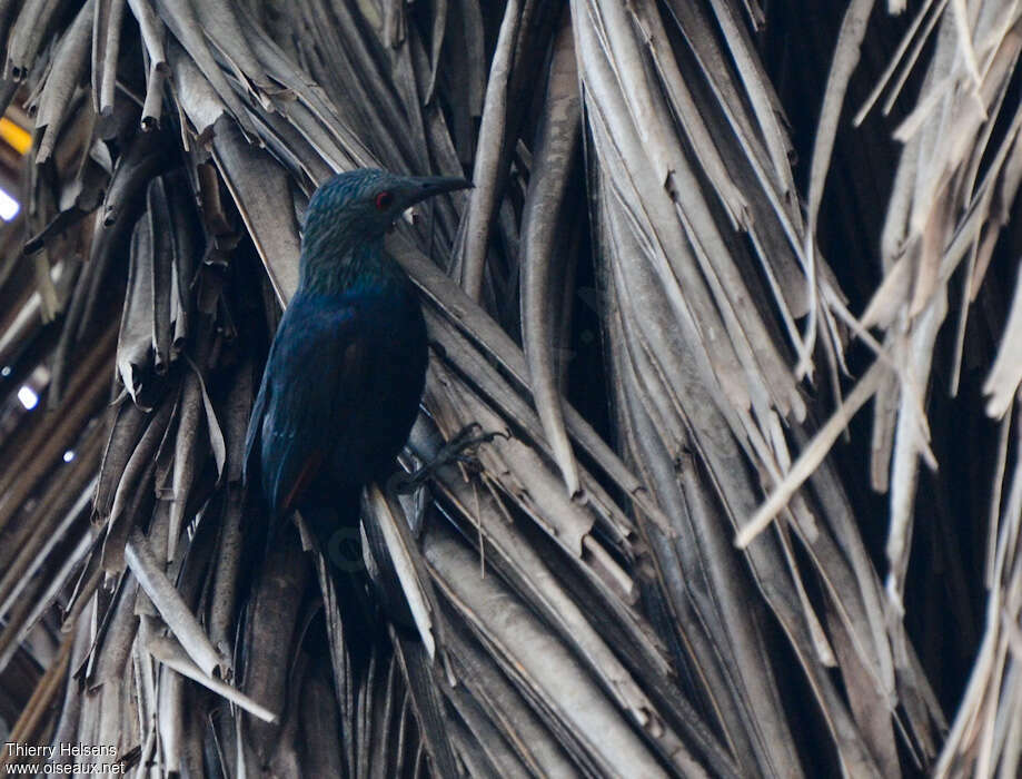 Neumann's Starling female adult