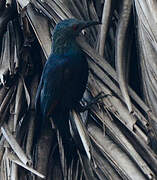 Neumann's Starling