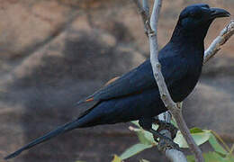 Red-winged Starling