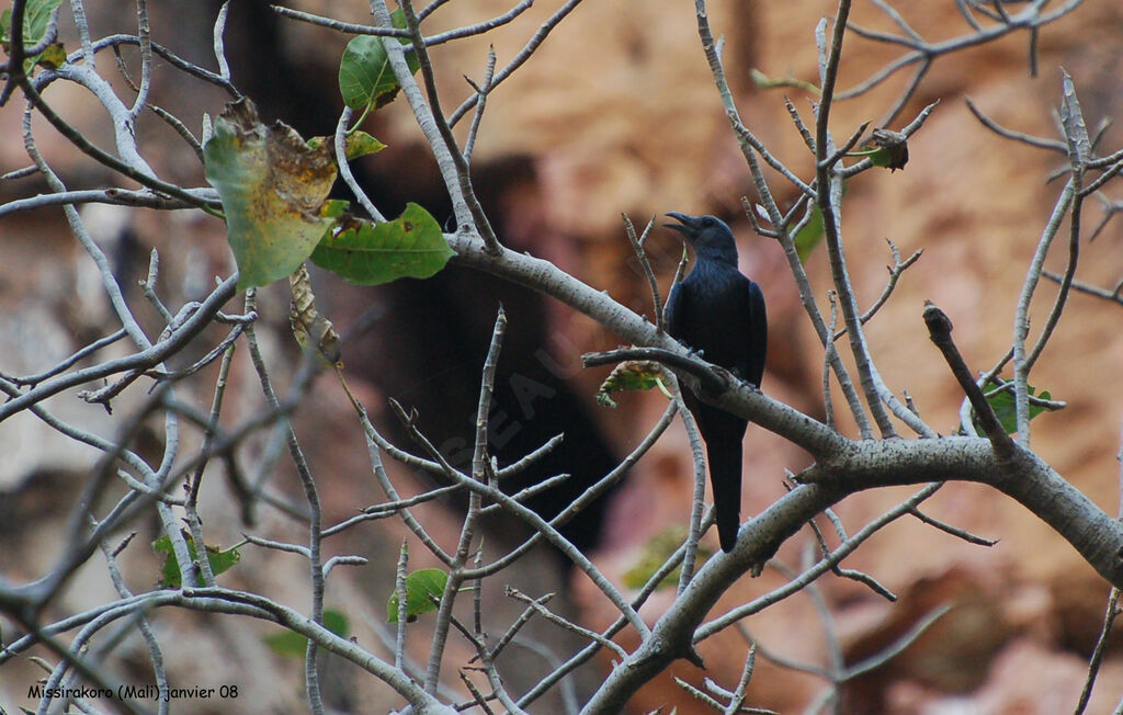 Red-winged Starling