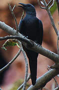 Red-winged Starling