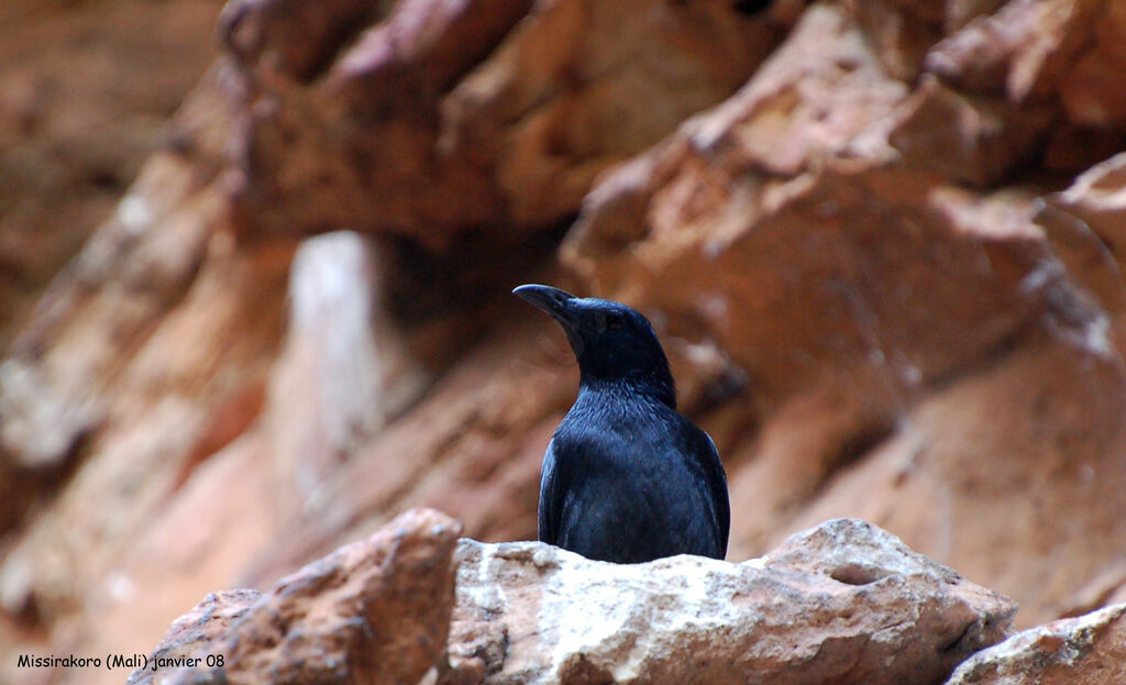 Red-winged Starling