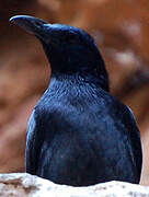 Red-winged Starling