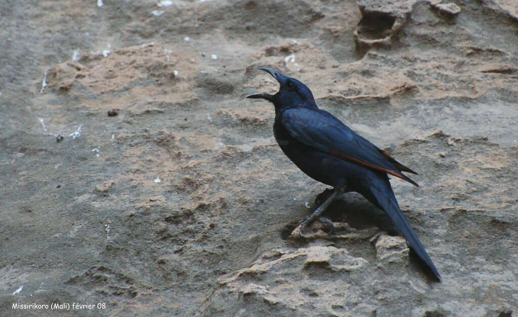 Red-winged Starling