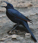 Red-winged Starling