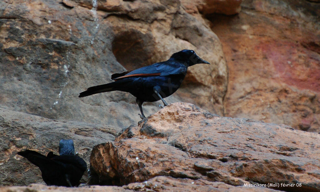 Red-winged Starling