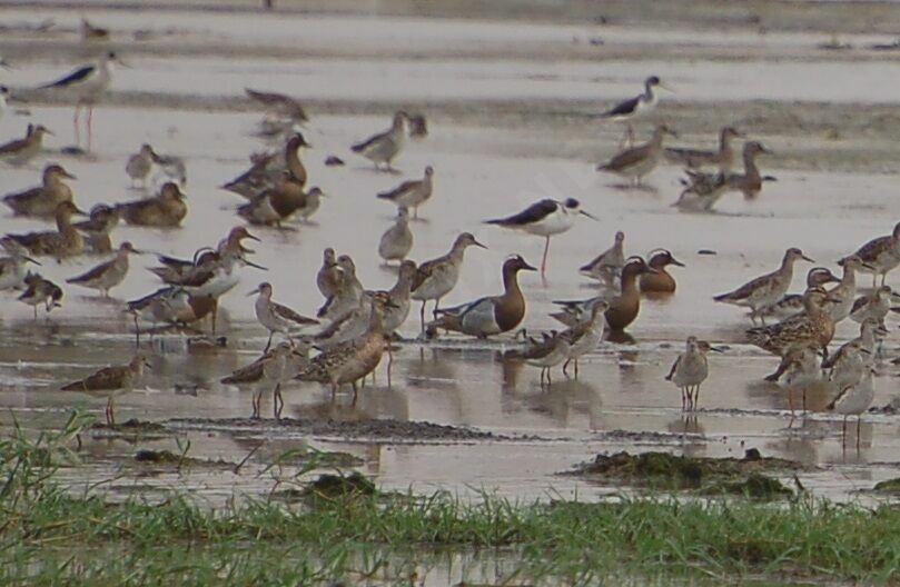 Garganey