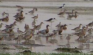 Garganey