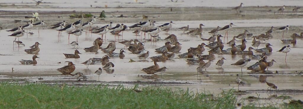 Garganey