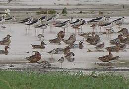 Garganey