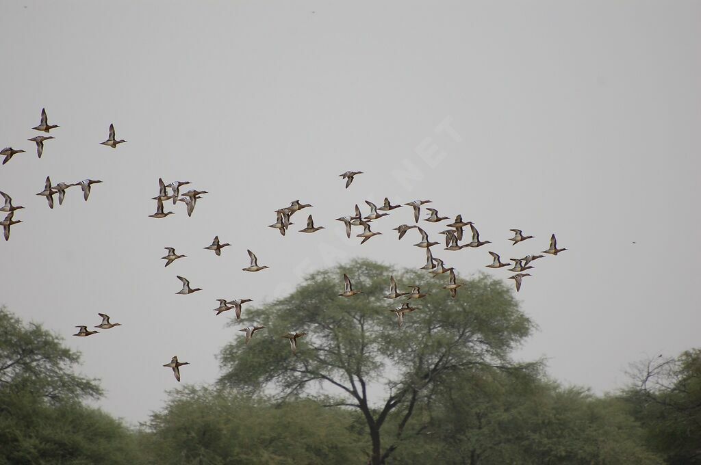 Garganey