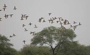 Garganey