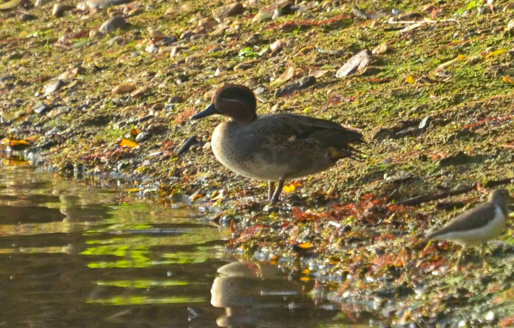 Eurasian Tealadult