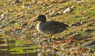 Eurasian Teal