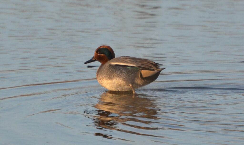 Eurasian Teal male adult