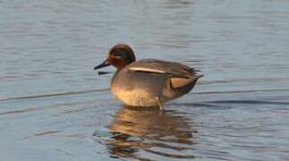 Eurasian Teal