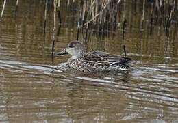 Eurasian Teal